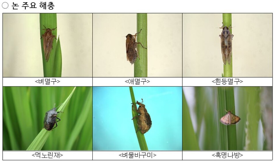 논 주요 해충(사진 농촌진흥청)/뉴스펭귄