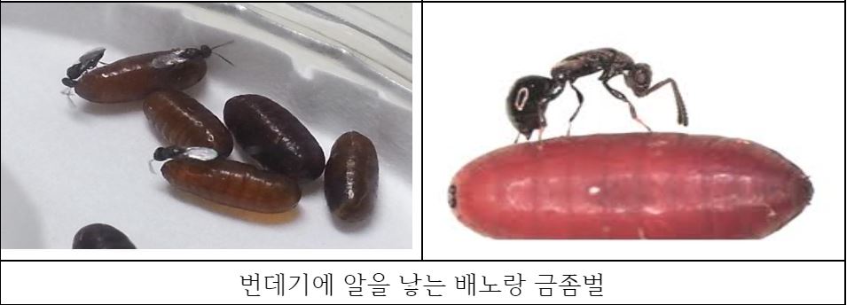 번데기에 알을 낳는 배노랑금좀벌(사진 제주시)/뉴스펭귄
