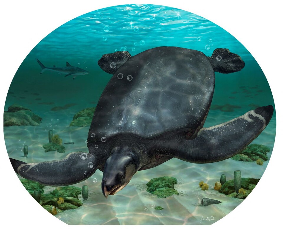 8300만년 전 바다에 살았던 고대 바다거북 이미지 (사진 ICRA_Arts - Museu de la Conca Della)/뉴스펭귄