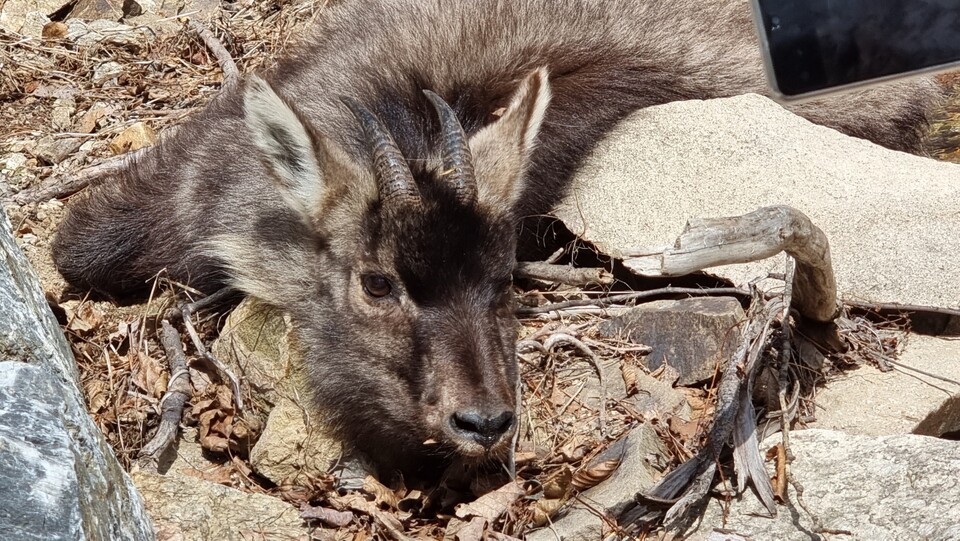 울진에 서식하고 있는 산양 (사진 ㈔한국산양·사향노루보호협회 울진군지회)/뉴스펭귄