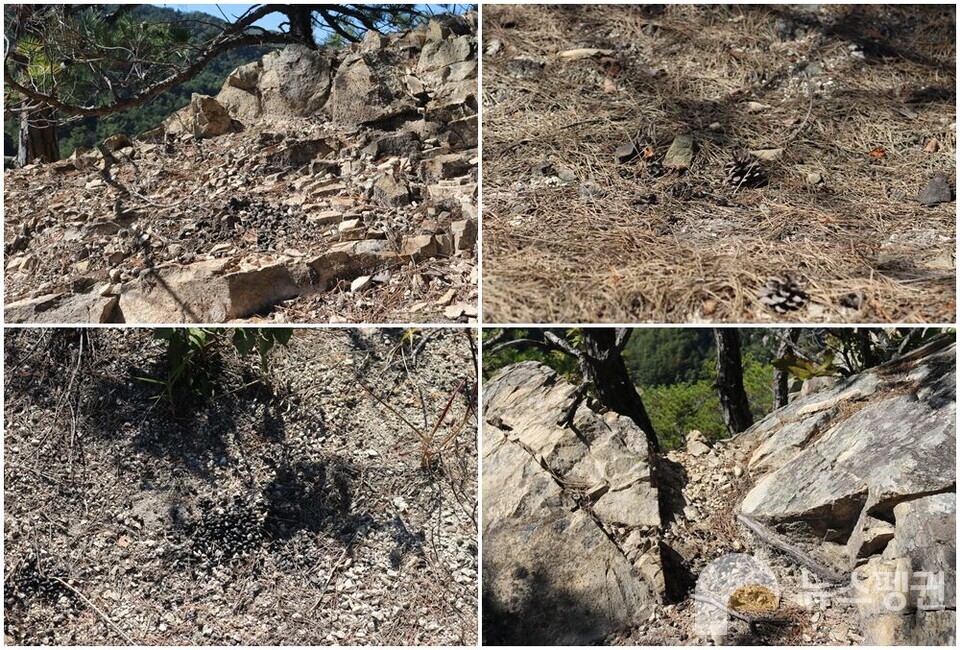 산양 똥이 여러 곳에서 발견됐다 (사진 조은비 기자)/뉴스펭귄