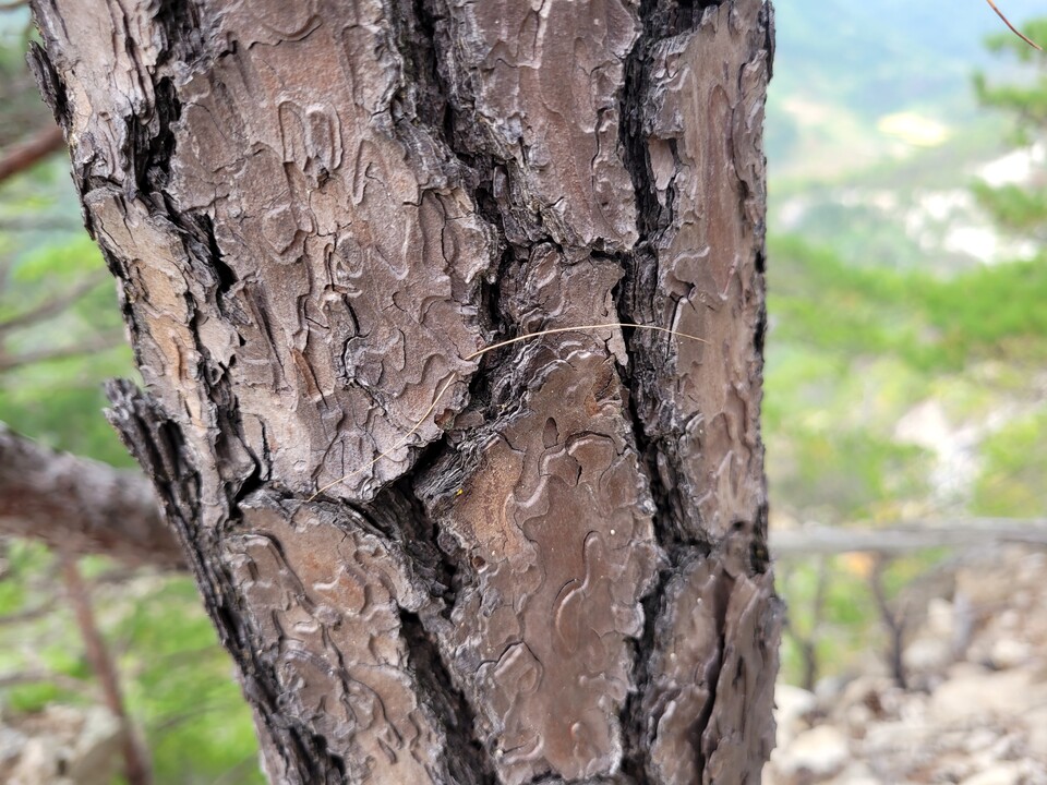 산양 휴식처에 있는 나무에서 발견된 산양 털 (사진 ㈔한국산양·사향노루보호협회 울진군지회)/뉴스펭귄