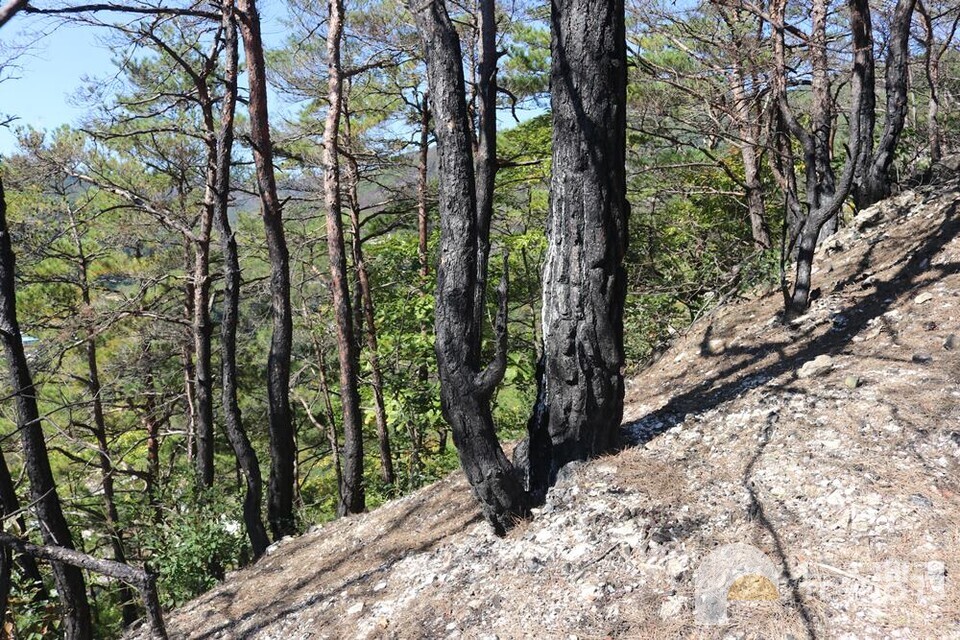 새카맣게 그을린 나무들 (사진 조은비 기자)/뉴스펭귄