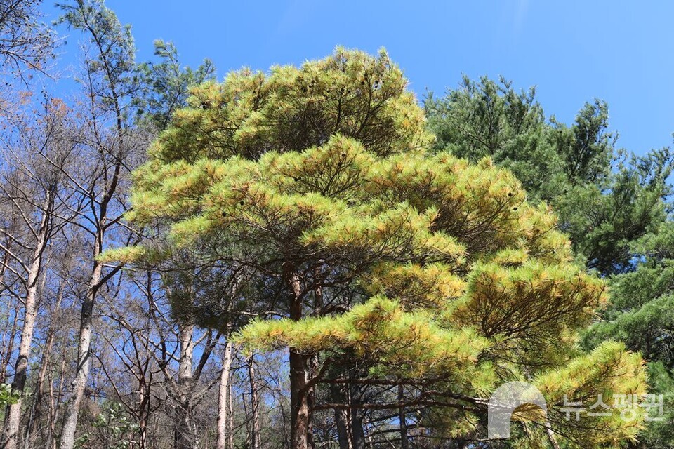 황금소나무 (사진 조은비 기자)/뉴스펭귄