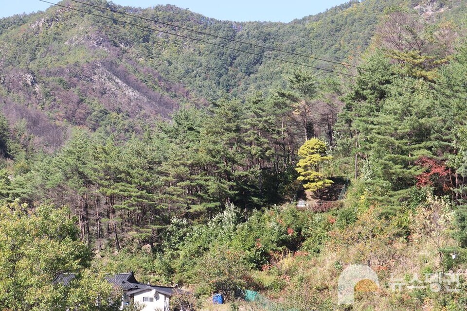 황금소나무가 있는 산 (사진 조은비 기자)/뉴스펭귄