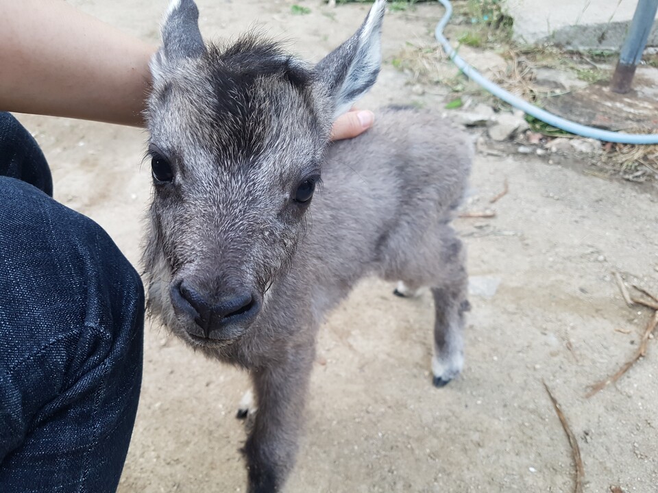 기사 본문과 관련 없는 사진. 울진에서 구조됐다가 폐사한 새끼 산양 (사진 ㈔한국산양·사향노루보호협회 울진군지회)/뉴스펭귄