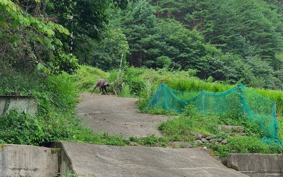그물에 뿔이 걸린 산양. 구조 후 방사됐다 (사진 ㈔한국산양·사향노루보호협회 울진군지회)/뉴스펭귄