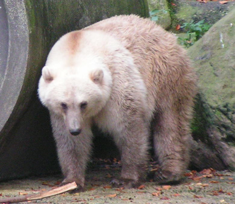 불곰과 북극곰의 혼혈(사진 위키피디아)/뉴스펭귄
