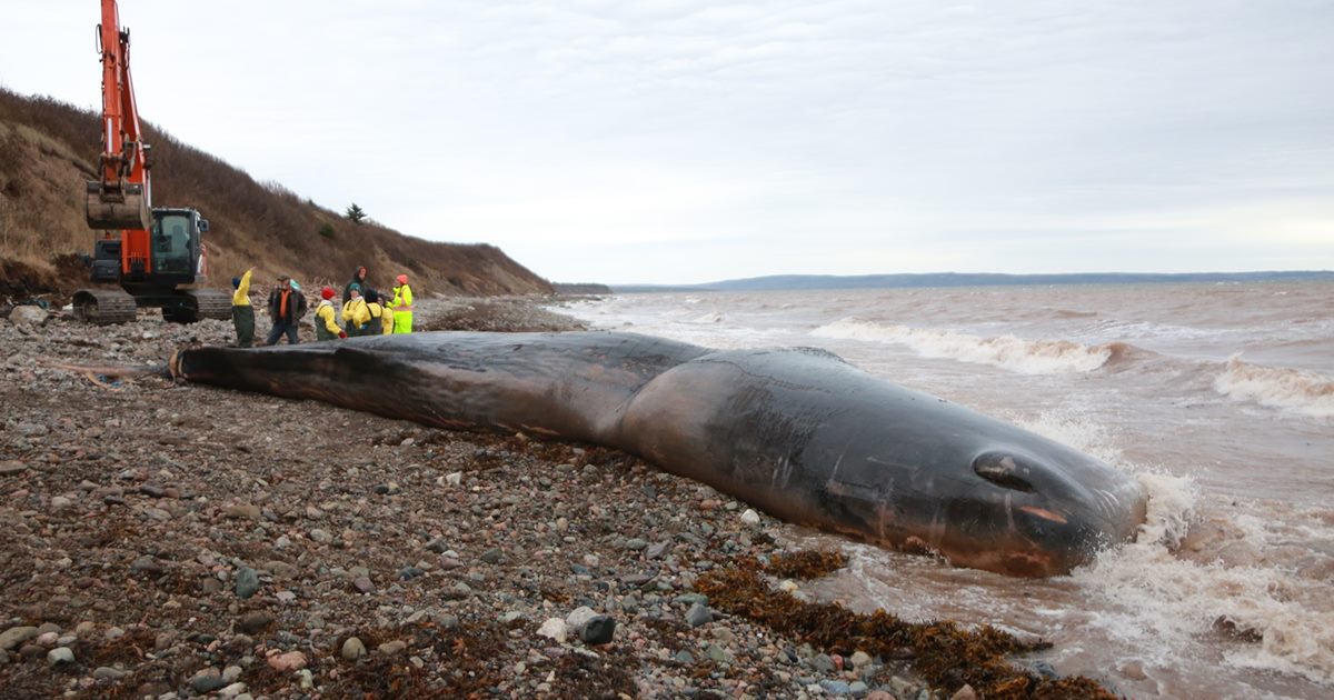 해안에 밀려온 향유고래 위장에서 수많은 폐어구가 발견됐다 (사진 Marine Animal Response Society 페이스북)/뉴스펭귄