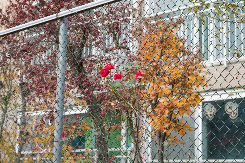 한쪽에는 낙엽이 지고, 그 앞에 봄꽃인 장미가 피었다 (사진 임병선 기자)/뉴스펭귄
