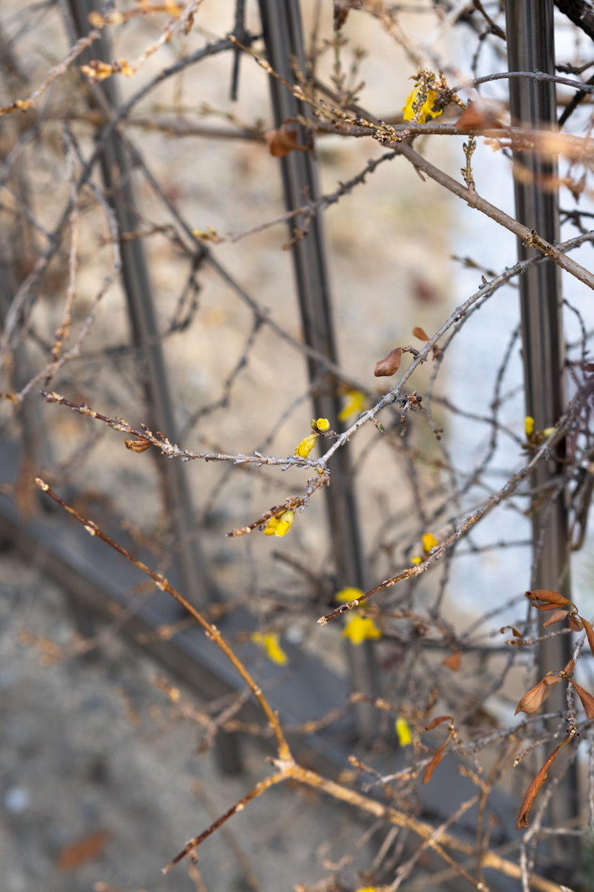 11월 24일, 수도권 한 아파트 화단에 개나리 꽃봉우리가 피어나고 있다. 봄에 피는 개나리는 수도권에서 3월 하순이 되야 개화하기 시작한다 (사진 임병선 기자)/뉴스펭귄