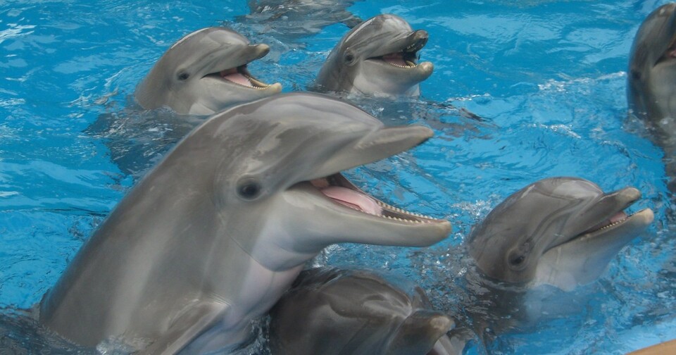 (사진 Flickr) /뉴스펭귄