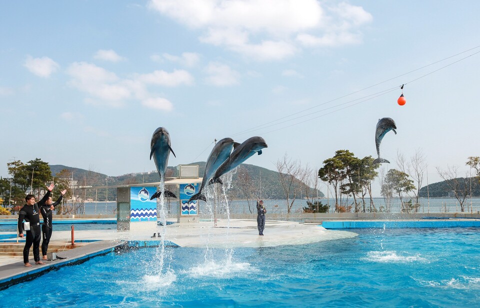 거제씨월드에서 공연 중인 큰돌고래들. (사진 거제씨월드) /뉴스펭귄