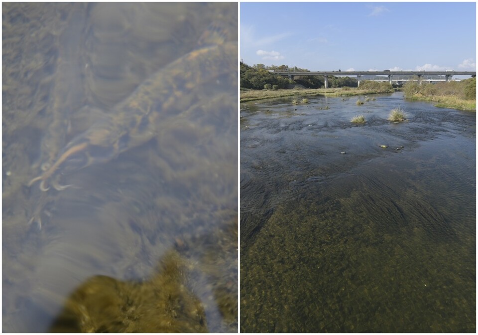왼쪽부터 가천잠수교 인근에서 발견된 얼룩새코미꾸리, 가천잠수교 전경 (사진 대구환경운동연합)/뉴스펭귄