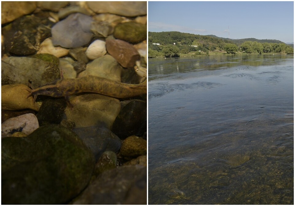 왼쪽부터 하중도 금호꽃섬 부근에서 발견된 얼룩새코미꾸리, 하중도 전경 (사진 대구환경운동연합)/뉴스펭귄