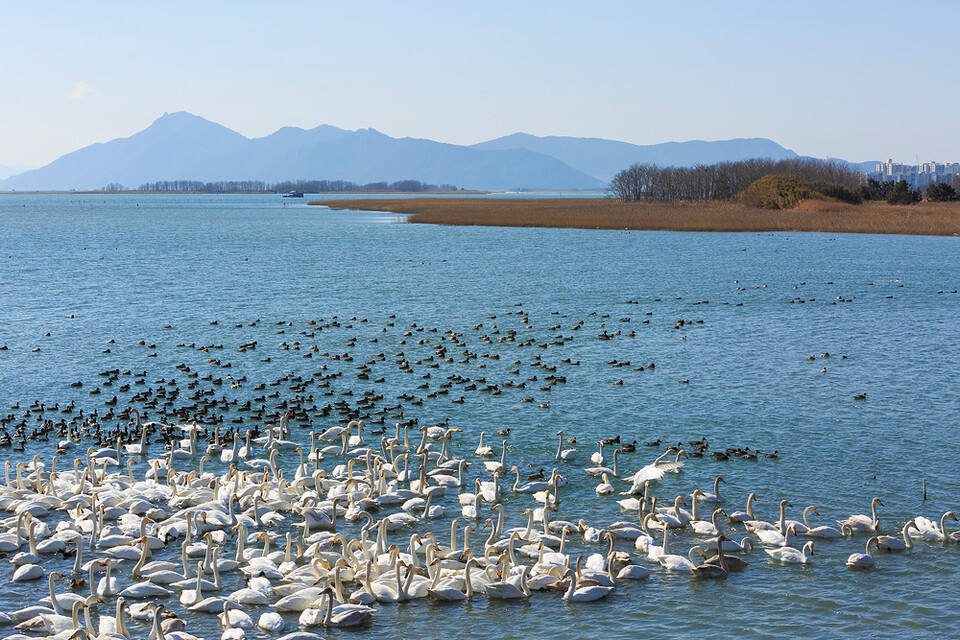 낙동강 하구 이미지. 2022년 촬영된 사진 아님 (사진 임병선 기자)/뉴스펭귄