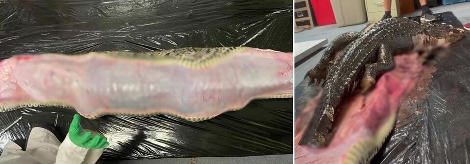 버마왕뱀 위장 속에서 멀쩡한 상태로 발견된 악어 사체(사진 rosiekmoore 인스타그램 영상 캡처)/뉴스펭귄