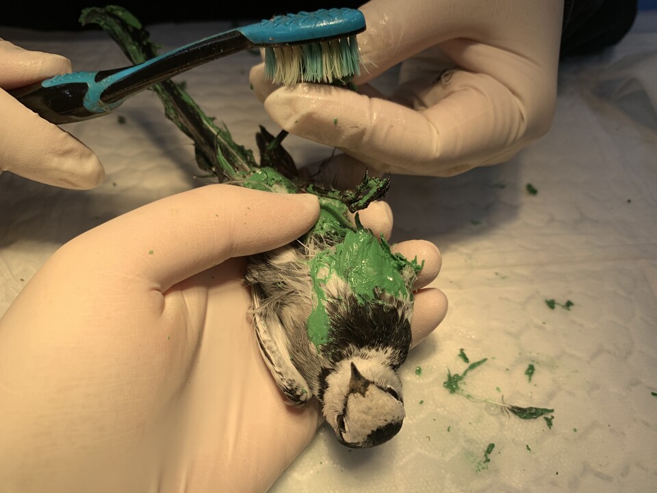 몸 일부가 방수페인트로 오염된 알락할미새 (사진 충남야생동물구조센터 제공)/뉴스펭귄