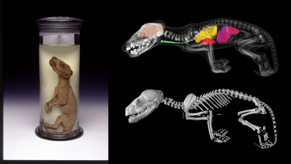 에탄올에 보존된 9주 된 틸라신 새끼 CT 스캔 표본과 위, 뇌, 폐, 심장, 간 및 식도가 있는 틸라신 새끼 CT 스캔 (사진 틸라신통합유전자복원연구소)/뉴스펭귄