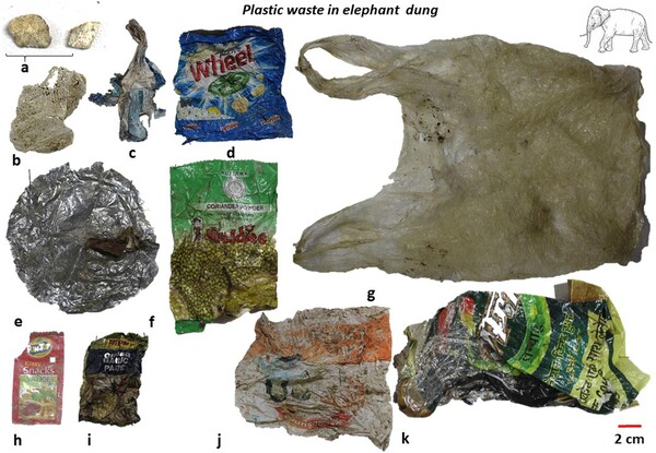 코끼리 배설물 속에서 확인된 플라스틱 쓰레기들 (사진 Plastic ingestion in Asian elephants in the forested landscapes of Uttarakhand, India 논문) / 뉴스펭귄