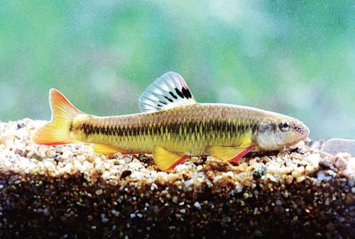 (사진 박종영 - 국립생물자원관 한반도의 생물다양성)/뉴스펭귄