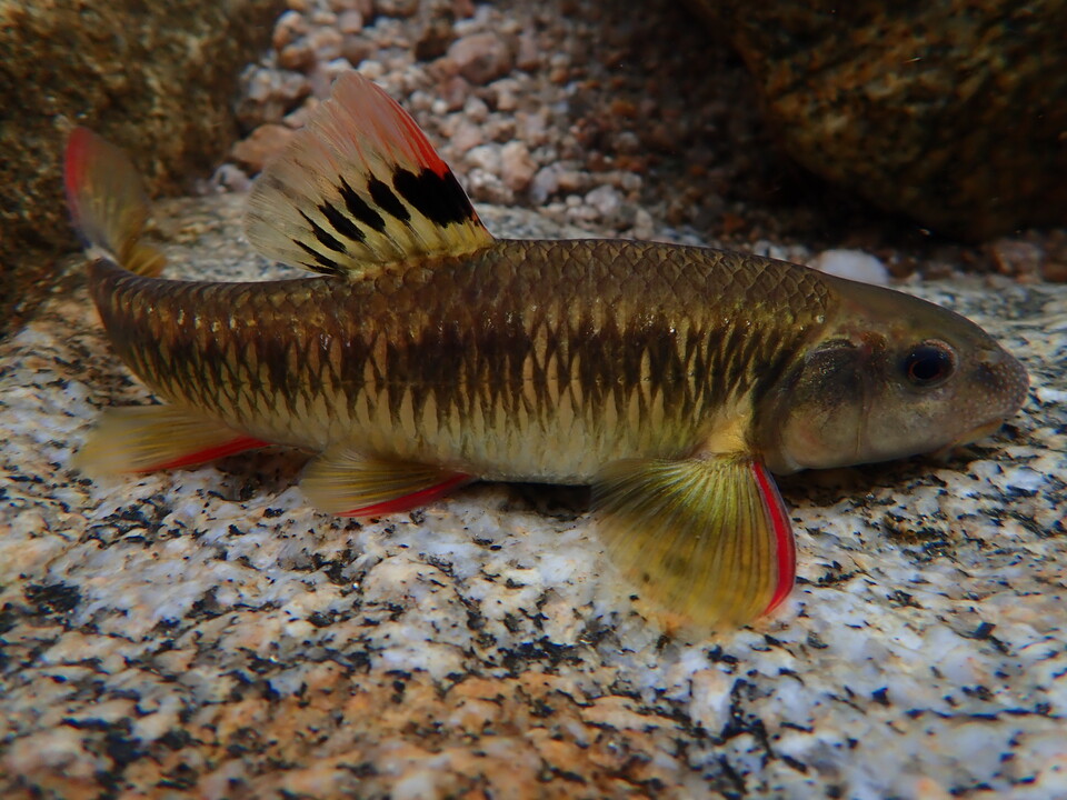 산란철에는 지느러미에 붉은색 혼인색이 나타난다 (사진 성무성 한국민물고기보전협회 연구원)/뉴스펭귄