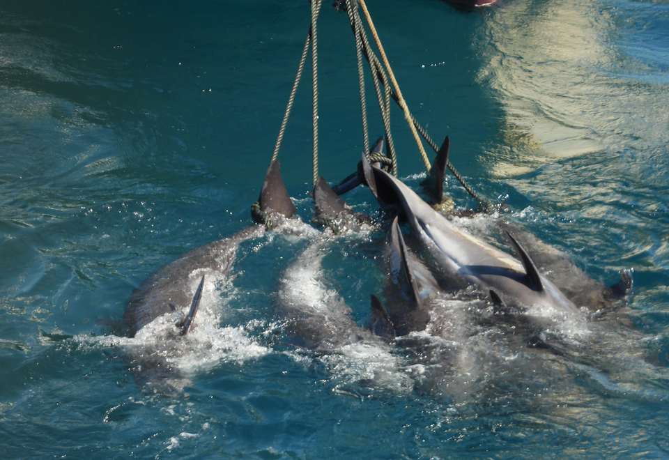 2021년 9월 시작된 일본 타이지마을 돌고래학살 (사진 Dolphin Project 공식 페이스북)/뉴스펭귄