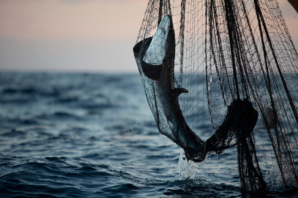 북인도양에서 이란 국적의 참치잡이 어선에서 상어를 끌어올리고 있다 (사진 그린피스 제공)/뉴스펭귄