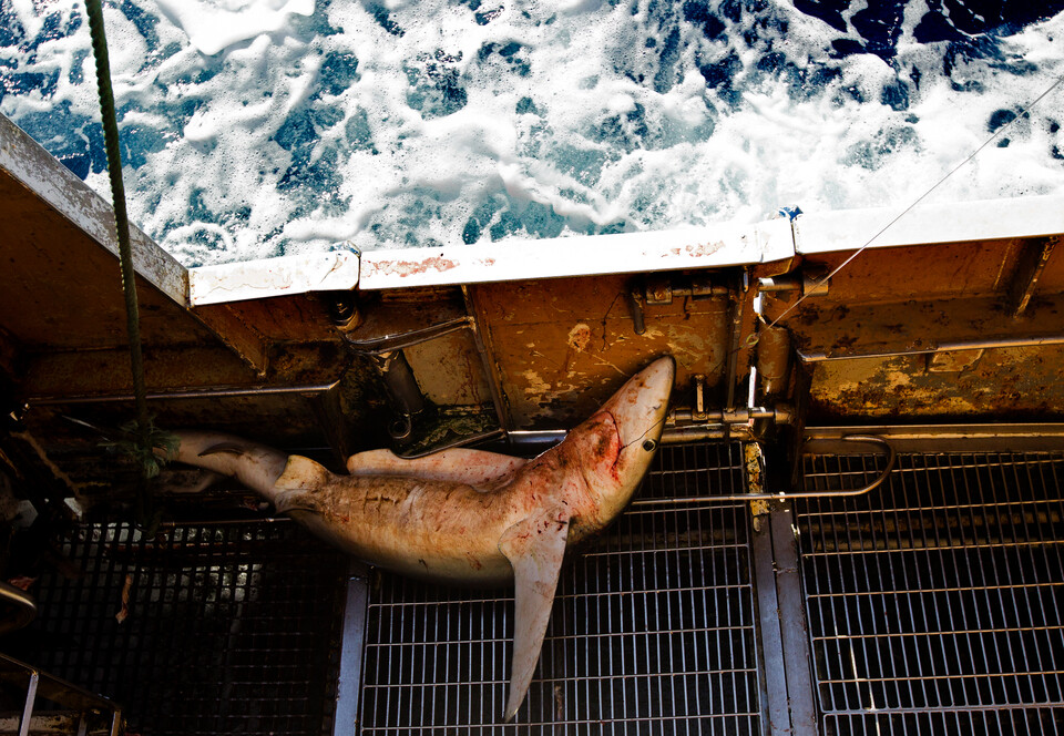 청새리상어가 스페인 어선이 풀어놓은 낚싯줄에 걸려 죽음에 이르고 있다 (사진 그린피스 제공)/뉴스펭귄