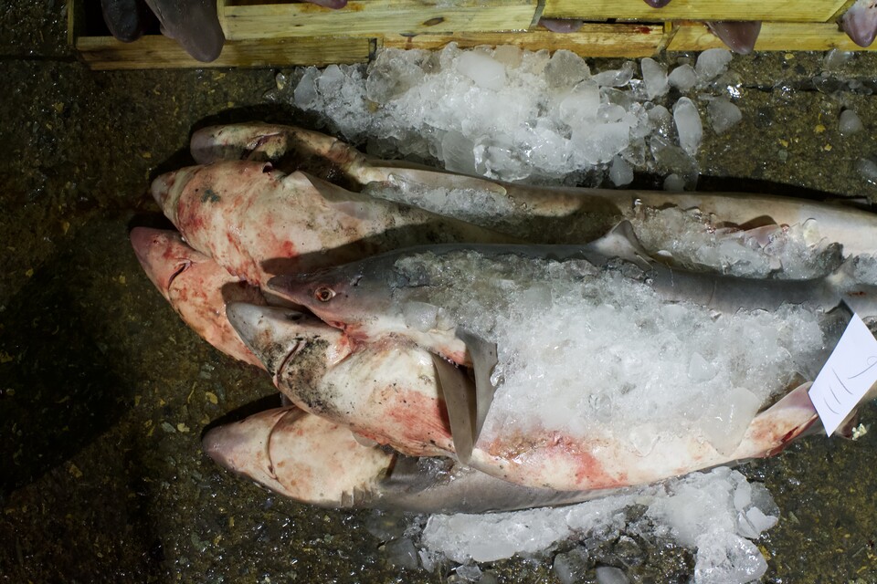 모조리상어로 추정되는 어류가 위판장에서 판매되고 있다 (사진 임병선 기자)/뉴스펭귄