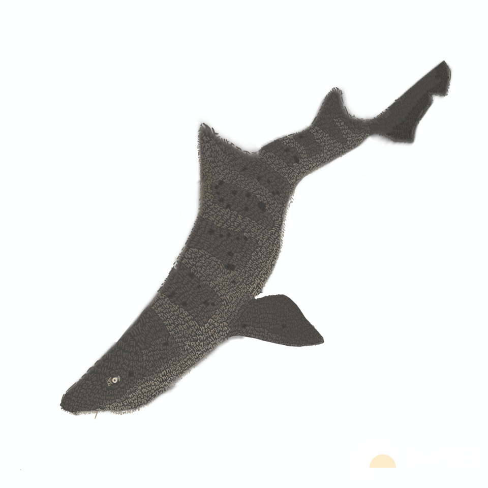 진관우 작가가 그린 까치상어. 자세히 보면 '까치상어'라는 글자가 빼곡히 채워져 있다. (사진 본사DB)/뉴스펭귄