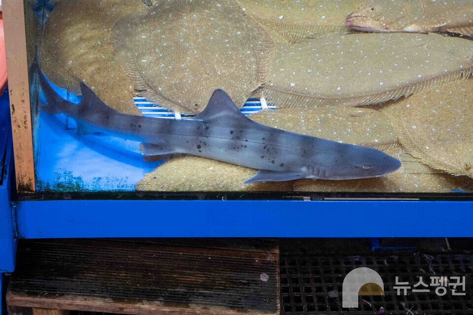 수산시장 구석에서 아가미를 뻐끔거리고 있는 까치상어. (사진 본사DB)/뉴스펭귄