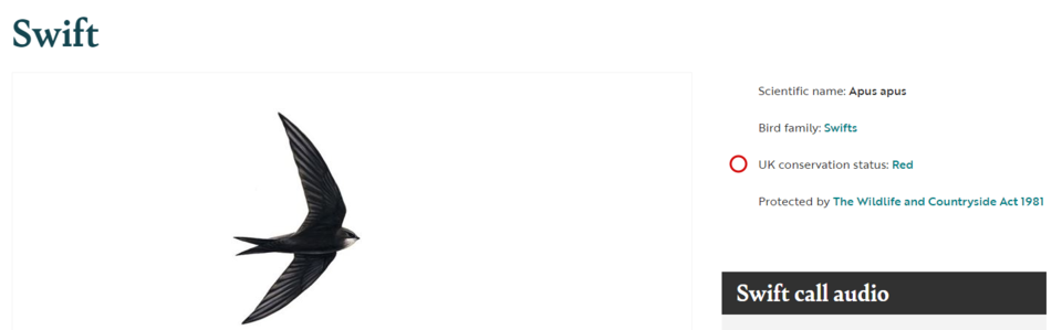 영국 왕립조류보호협회 적색목록에 추가된 유럽칼새 (사진 영국 왕립조류보호협회 공식 홈페이지 캡처)/뉴스펭귄 