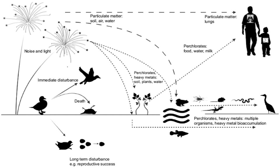 불꽃놀이는 오염물질 배출을 통해 환경과 생물들에게 악영향을 미칠 뿐 아니라, 굉음과 섬광을 통해 야생동물들의 삶을 교란시킬 수 있다.(사진 Not just a flash in the pan: short and long term impacts of fireworks on the environment)/뉴스펭귄
