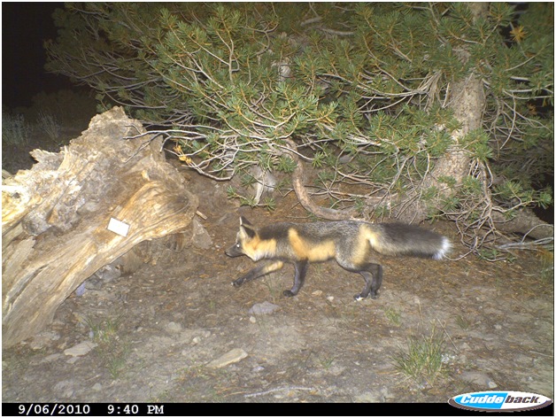 지난 2010년 카메라에 포착된 시에라 네바다 붉은 여우 (사진 The United States Forest Service/뉴스펭귄)