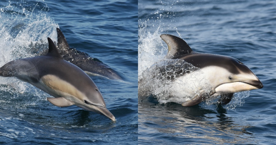 해수부가 해양보호생물로 지정한 참돌고래와 낫돌고래 (사진 해양수산부)/뉴스펭귄