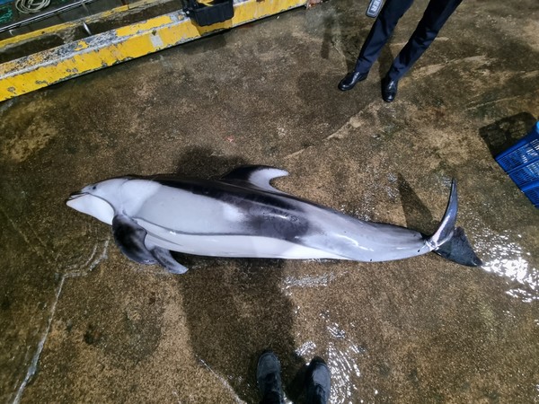 지난 20일 양양 인근 해안서 그물에 걸려 죽은 낫돌고래 (사진 속초해양경찰서)/뉴스펭귄