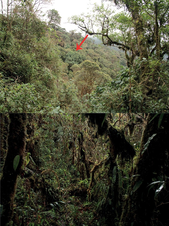 힐로시르투스 톨키니 서식지 전경. 빨간 화살표는 힐로시르투스 톨키니가 발견된 장소 (사진 'A new stream treefrog of the genus Hyloscirtus (Amphibia, Hylidae) from the Río Negro-Sopladora National Park, Ecuador' 논문)/뉴스펭귄