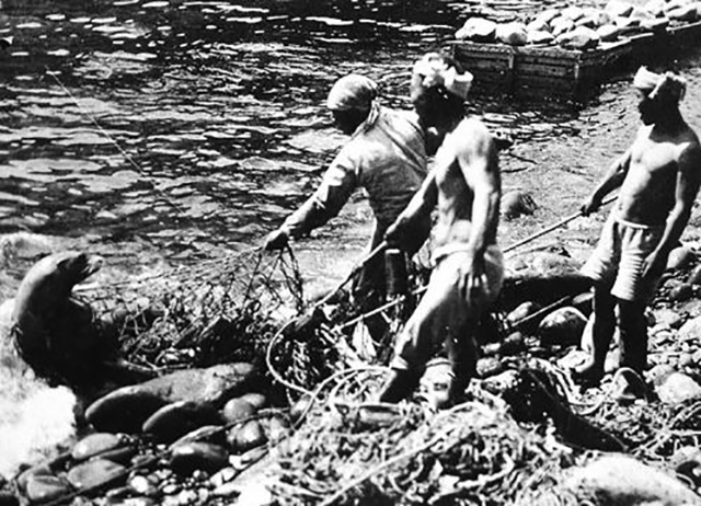 1934년 일본 어부들이 독도강치를 잡는 모습 (사진 위키미디어)/뉴스펭귄