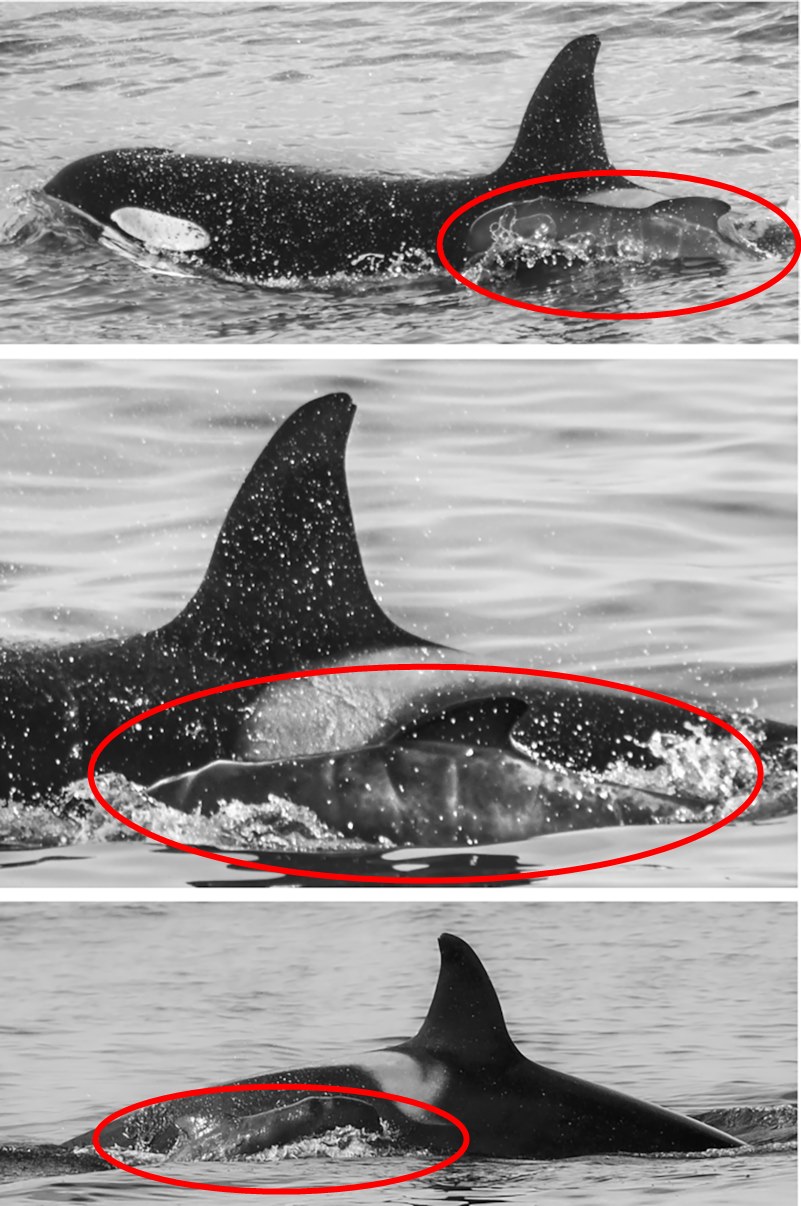 새끼 참거두고래의 수영을 돕던 암컷 범고래 (사진 First account of apparent alloparental care of a long-finned pilot whale calf (Globicephala melas) by a female killer whale (Orcinus orca) 논문)/뉴스펭귄