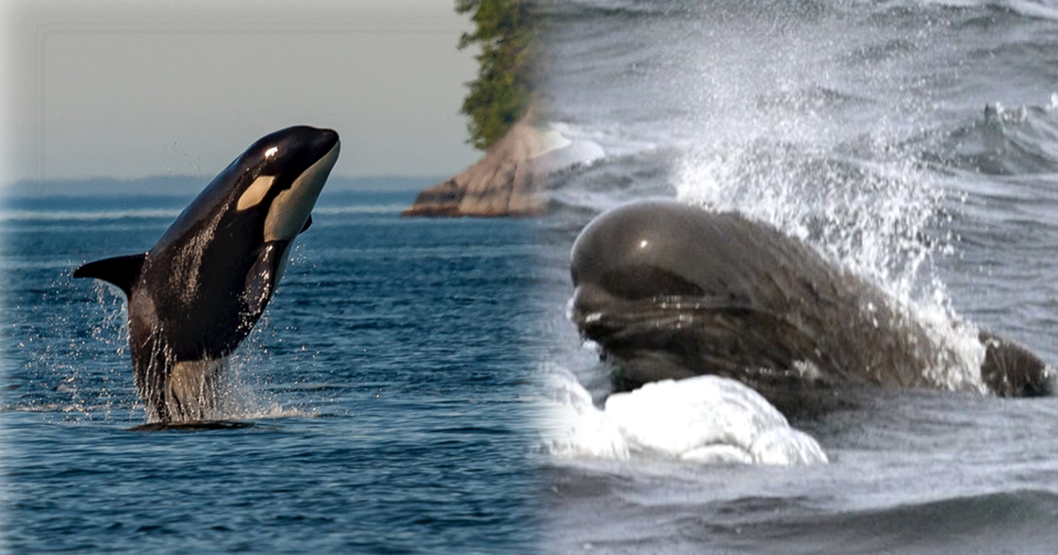 왼쪽은 범고래, 오른쪽은 참거두고래의 외형이다. (사진 unsplash, flickr U.S. Fish and Wildlife Service Northeast Region 사진 가공)/뉴스펭귄