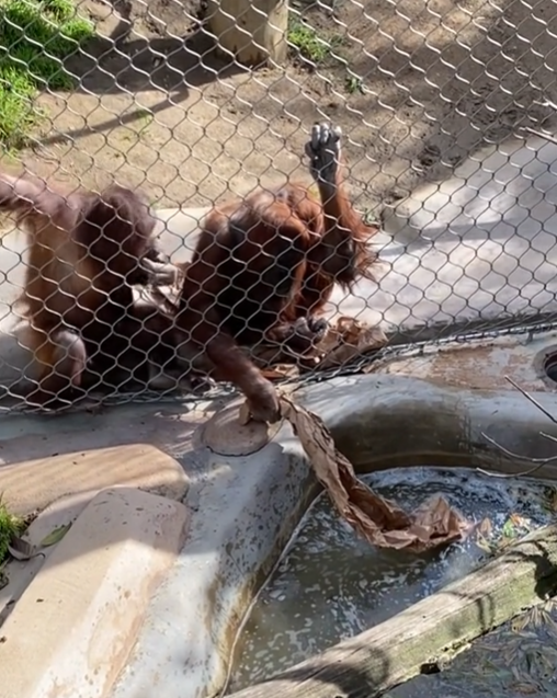 종이를 말아 연못에 빠진 젖병을 꺼내는 오랑우탄 (사진 cashinthecity 틱톡 영상 캡처)/뉴스펭귄