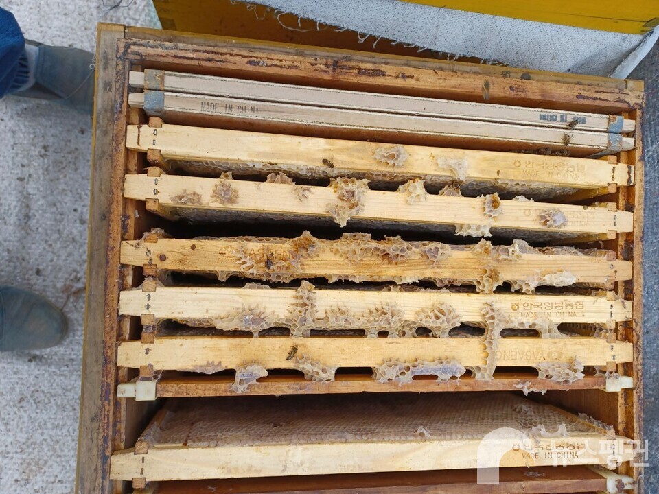 2022년 3월 대규모 꿀벌 실종사태 당시 텅 비어버린 벌통 (사진 제주 영평양봉 방영일 씨 제공)/뉴스펭귄