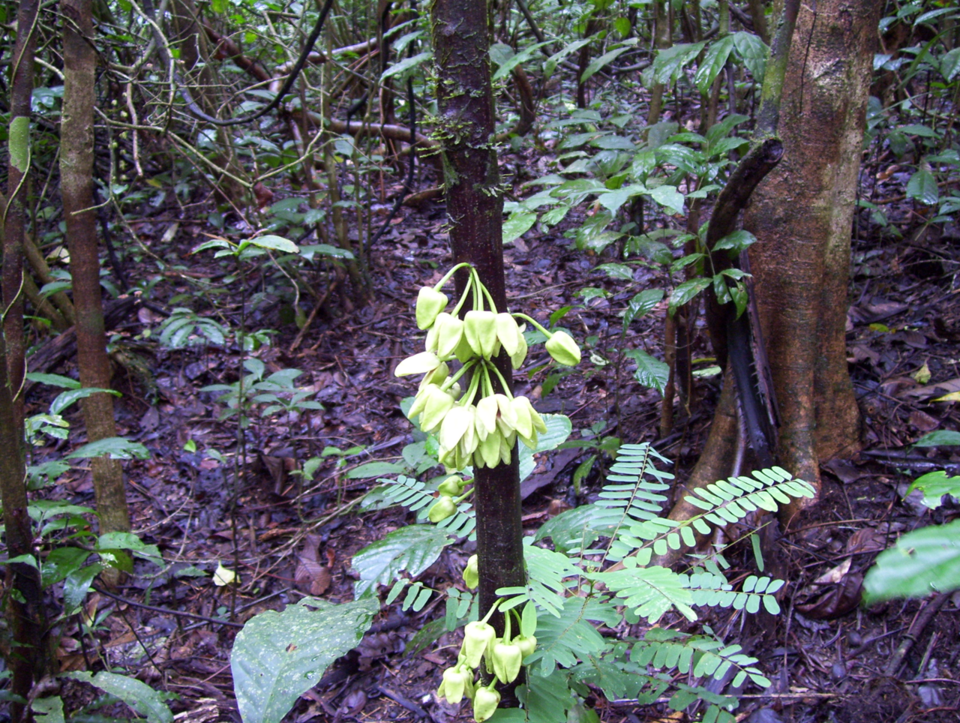 과학자들은 레오나르도 디카프리오에 대한 감사의 의미를 담아 우바리옵시스 디카브리오라는 학명을 붙였다.(사진 Uvariopsis dicaprio (Annonaceae) a new tree species with notes on its pollination biology, and the Critically Endangered narrowly endemic plant species of the Ebo Forest, Cameroon)/뉴스펭귄