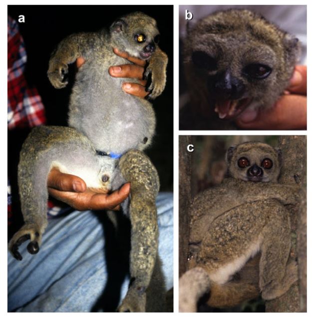 베마라하양털원숭이의 학명은 아바히 클리세이로 존 클리스에서 따온 이름이다. (사진 New Species of Woolly Lemur Avahi (Primates: Lemuriformes)in Bemaraha (Central Western Madagascar))/뉴스펭귄