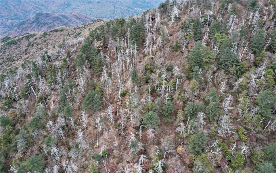 지리산 반야봉 서쪽 능선에서 촬영된 구상나무 집단고사 (사진 녹색연합 제공)/뉴스펭귄