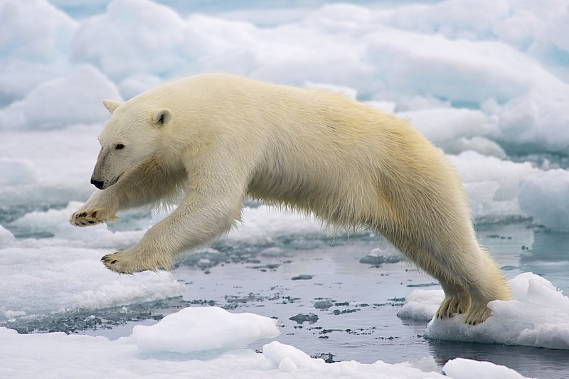 북극곰 (사진 Arturo de Frias Marques - 위키미디어)/뉴스펭귄