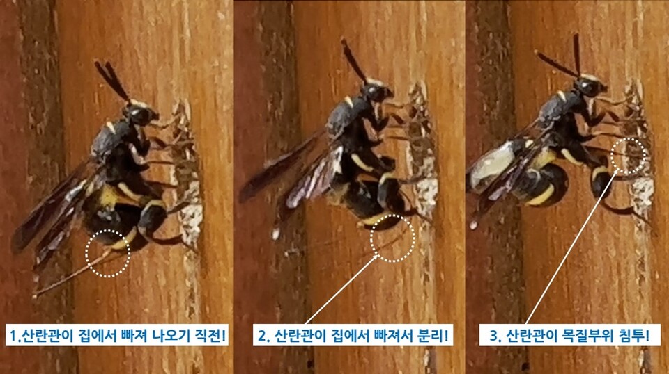 밑들이벌이 산란관을 사용하는 과정 (사진 서울교육대학교 과학교육과 신동훈 교수)/뉴스펭귄