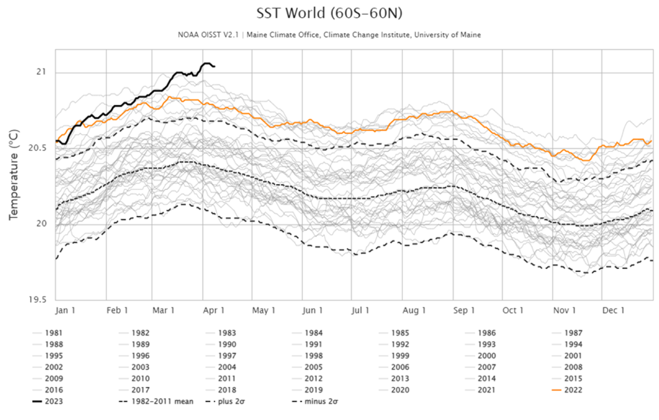 연도별로 극지를 제외한 해수면 수온 변화를 나타낸 그래프. 가장 굵은선으로 표시된 부분이 올해의 수온변화다. 위성 관측이 시작된 1980년 이래 가장 높은 수치를 기록하고 있다.(사진 Climate Reanalyzer)/뉴스펭귄