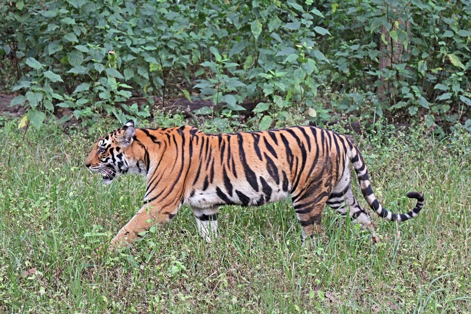 인도의 호랑이 보호구역 중 하나인 칸하호랑이보호구역(Kanha Tiger Reserve)에 서식하는 호랑이 (사진 Wikipedia)/뉴스펭귄